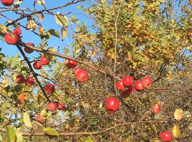 Apartment Maisonette 